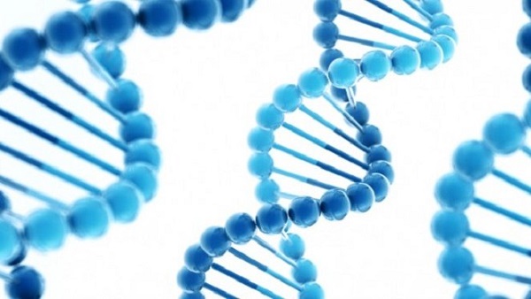 Gen di truyền có ảnh hưởng đến kích thước cậu nhỏ